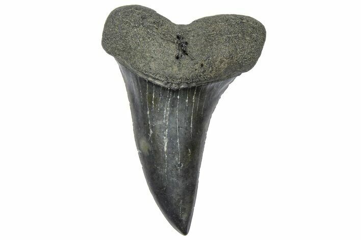 Fossil Broad-Toothed Mako Tooth - South Carolina #360867